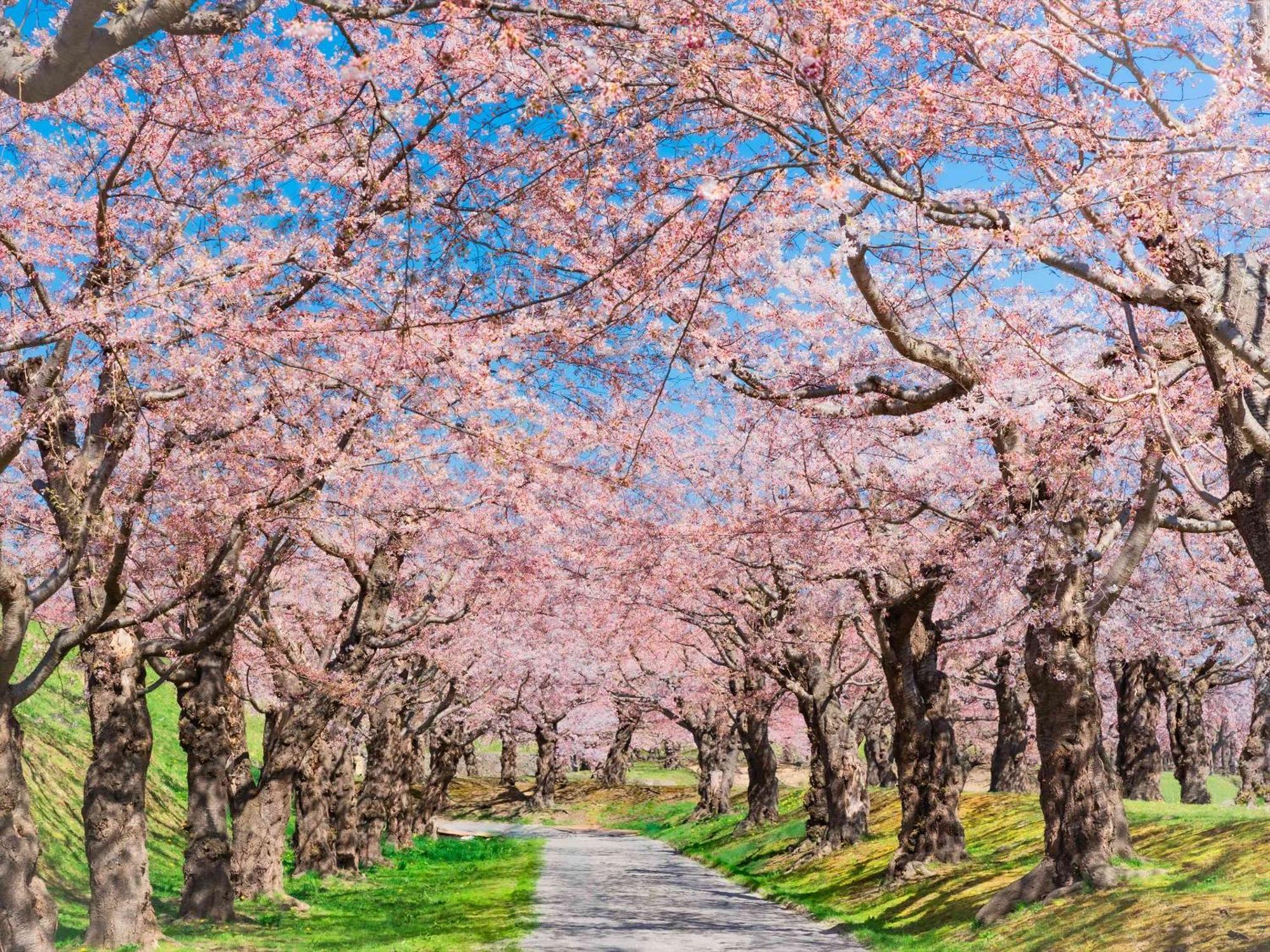 Gran Palette Hakodate Exteriér fotografie
